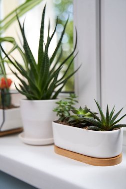 Pencere kenarında ev yeşili bitkiler