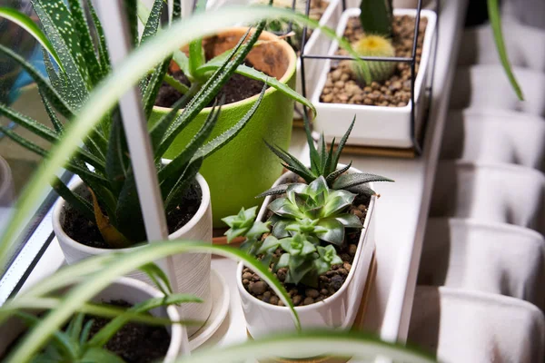 Tanaman hijau rumah di ambang jendela — Stok Foto