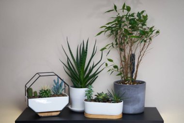 Ev bahçesi bir sürü güzel bitki, kaktüs, farklı saksılarda sulu bitkilerle doludur.. .