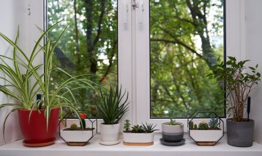 Pencere kenarında ev yeşili bitkiler