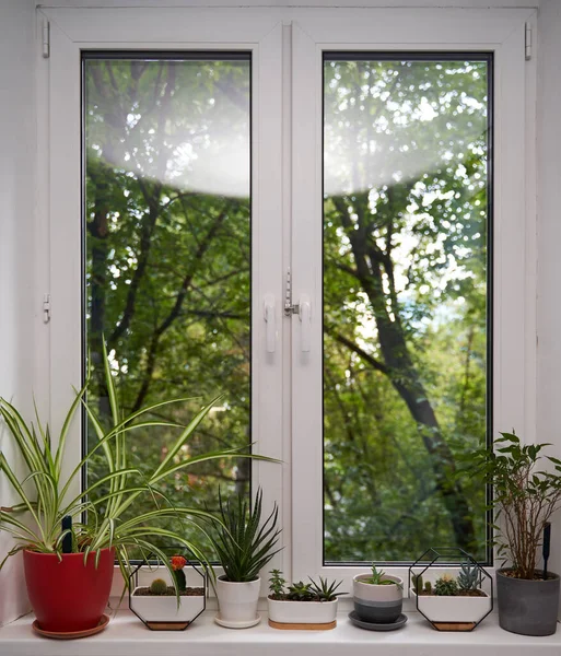Tanaman hijau rumah di ambang jendela — Stok Foto