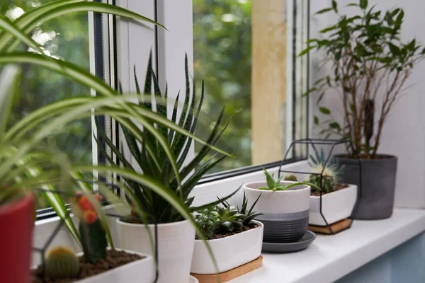 Accueil plantes vertes sur le rebord de la fenêtre — Photo