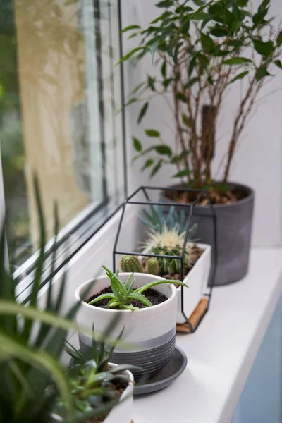 Home Le piante verdi sul davanzale della finestra — Foto Stock