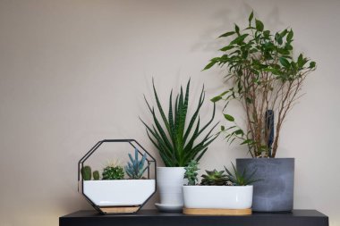 Ev bahçesi bir sürü güzel bitki, kaktüs, farklı saksılarda sulu bitkilerle doludur.. .