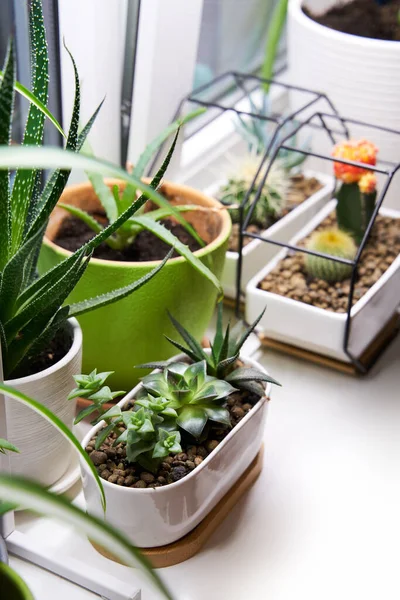 Inicio plantas verdes en el alféizar de la ventana —  Fotos de Stock