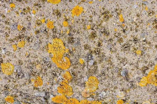 Υφή Φωτογραφία Του Γκρι Χρώματος Παλιό Τσιμεντένιο Τοίχο Κίτρινο Μύκητα — Φωτογραφία Αρχείου