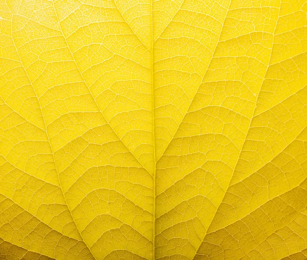 Macro Close Photo Texture Yellow Colored Leaf Pattern — Stock Photo, Image