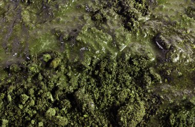 Çamur ve çamurun yakın çekim fotoğraf dokusu, yeşil renkli madde..