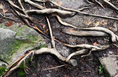 Orman kökleri ve yosunlu taşın arkaplan fotoğrafı..