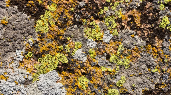Backdrop Texture Photo Stone Green Orange Black Colored Mold Closeup — Stock Photo, Image