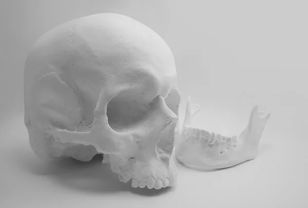 Cráneo en blanco . — Foto de Stock