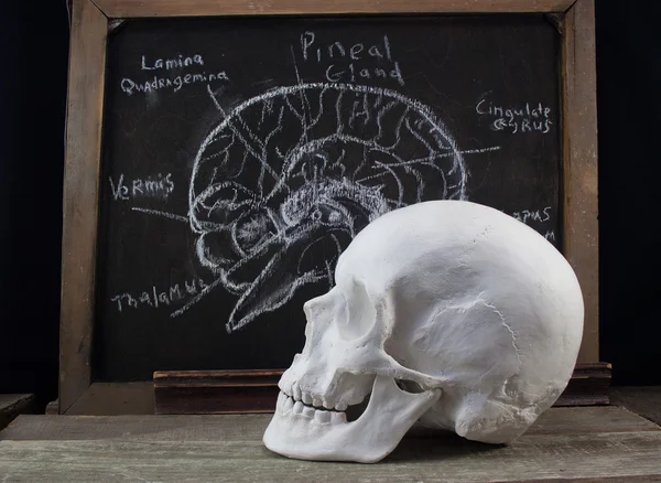 Vecchia tavola anatomica e cranio . — Foto Stock