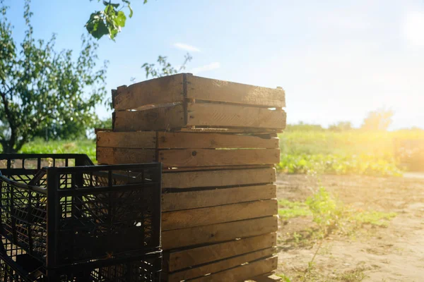 empty wooden box. Pine box for fresh vegetables on a rural background. harvesting concept