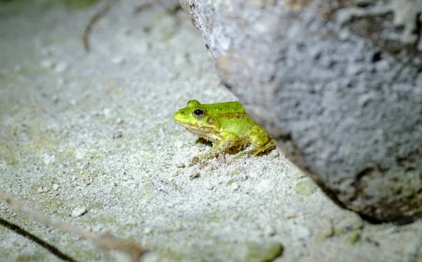 Rana verde en el suelo. primer plano de rana — Foto de Stock