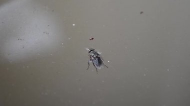 Böcek sineği. Suda uç. sinek yıkar. Böcekbilim. Uçan böcekler yakın plan.