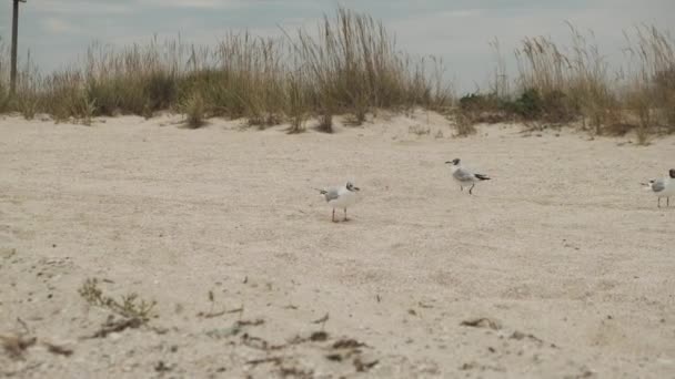 Uccelli Sulla Spiaggia Mare Con Gabbiani Che Volano Spiaggia Gabbiani — Video Stock