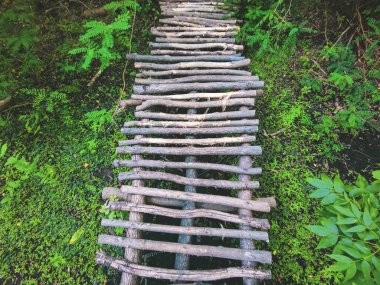 Parktaki küçük yeşil fabrikanın yanındaki ahşap yol. Tahta patika ormanın içinden geçiyor. Tahta tahta kaldırım..