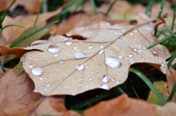 Daun musim gugur dengan tetes air. Latar belakang makro — Stok Foto