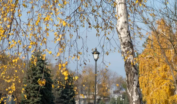 Березы с жёлтыми листьями в парке. Осеннее время — стоковое фото