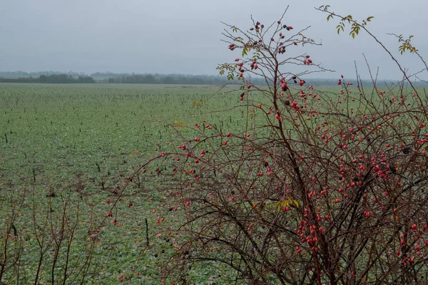 Briar, rosa silvestre arbusto en la naturaleza. Paisaje de finales de otoño. Rosa de perro, rama de racimo Rosehips, Diferentes tipos Rosa canina caderas. — Foto de Stock