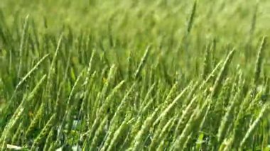 Bahar mevsiminde, taze taze taze buğdaylı sulu kulaklar makroyu kaplıyor. Buğday tarlasının olgunlaşmış kulakları. Yeşil Buğday Alanı.