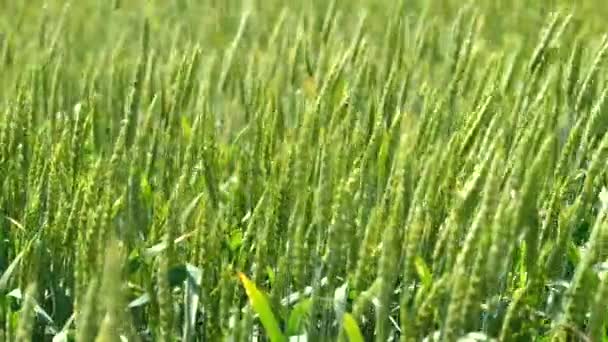 Соковиті Свіжі Вуха Молодої Зеленої Пшениці Природі Навесні Літнього Поля — стокове відео
