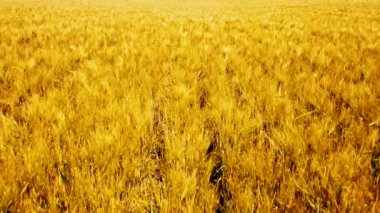 Gökyüzü yakın uçuyor uçuyor engin sarı buğday tarlasının üzerinde. Altın gün batımında, cennet gibi bir doğada. Zengin hasat konsepti. Güzel Tarım Alanı, kırsal doğa görüntüleri