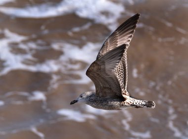 Avrupa ringa martısı Avrupa ringa martısı 66 cm uzunluğunda büyük bir martıdır. Batı Avrupa kıyıları boyunca en çok bilinen martılardan biri.,.