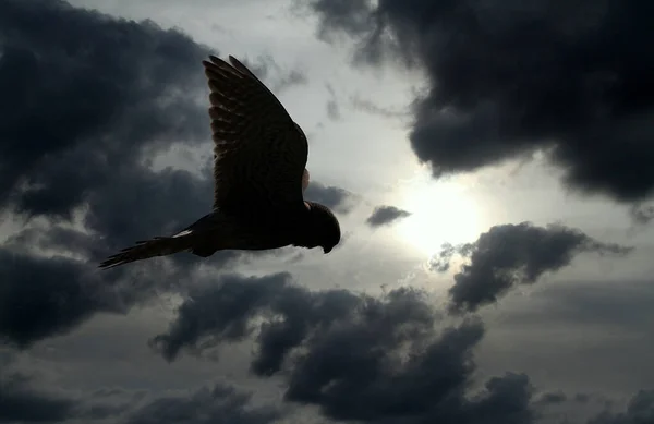 Kestrel Zweeft Rond Zoek Naar Prooi Vervangen Lucht — Stockfoto