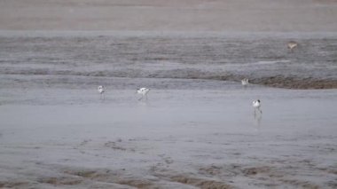 Humber haliçlerindeki çamurluklardan beslenmekten kaçınıyor. İngiltere.