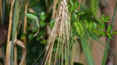 Olgun arpa kulağı hasat için hazır. Tahıl mahsulü.