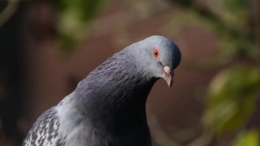 Güvercinler, aynı zamanda şehir güvercinleri, şehir güvercinleri ya da sokak güvercinleri olarak da adlandırılır, vahşi doğaya geri dönen güvercinlerin soyundan gelen güvercinlerdir.