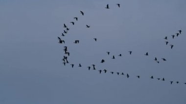 Humber nehrinin üzerinde büyük bir göçmen kaz sürüsü. Uk.