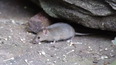 Ev faresi, sivri burunlu, büyük yuvarlak kulaklı ve uzun ve kıllı kuyruklu kemirgen türünden küçük bir memeli türüdür. Mus cinsinin en bol bulunan türlerinden biridir.
