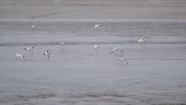 Cztery Gatunki Avocets Rodzaj Recurvirostra Brodaczy Tej Samej Rodziny Ptaków — Wideo stockowe