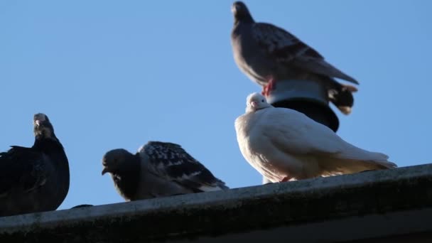 Les Pigeons Sauvages Aussi Appelés Colombes Ville Pigeons Ville Pigeons — Video