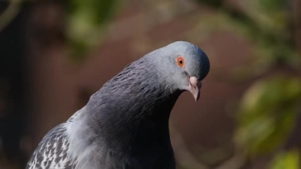 Las Palomas Feriales También Llamadas Palomas Ciudad Palomas Ciudad Palomas — Vídeos de Stock