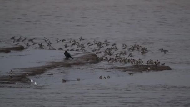 Groupe Oiseaux Eau Migrateurs Sur Les Vasières Estuaire Humber Grand — Video