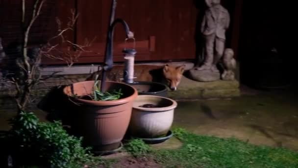 Fox Nourrissant Dans Jardin Maison Urbaine Nuit Royaume Uni — Video