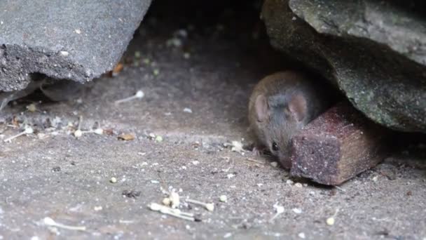 House Mouse Small Mammal Order Rodentia Characteristically Having Pointed Snout — Stock Video