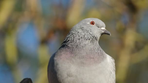 Les Pigeons Sauvages Aussi Appelés Colombes Ville Pigeons Ville Pigeons — Video