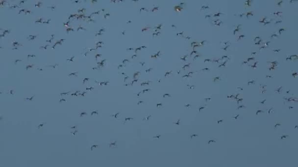 Large Flocks Wading Birds Ducks Mud Flats Humber Estuary Low — Stock Video