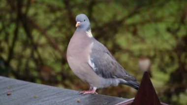 Kışın güvercin çatı katında yiyecek arıyor..