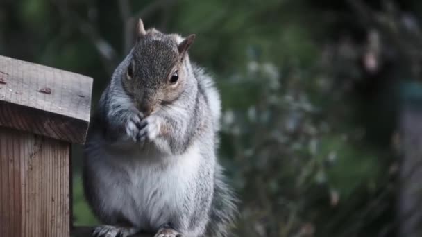 Esquilo Cinzento Alimentando Amendoins Uma Caixa Jardim Casa Urbana — Vídeo de Stock