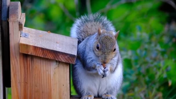 Grauhörnchen Ernährt Sich Von Erdnüssen Aus Einer Kiste Städtischen Hausgarten — Stockvideo