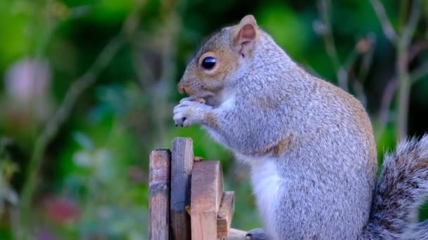 Gray Squirrel Feeding Peanuts Box Urban House Garden — Stock Video