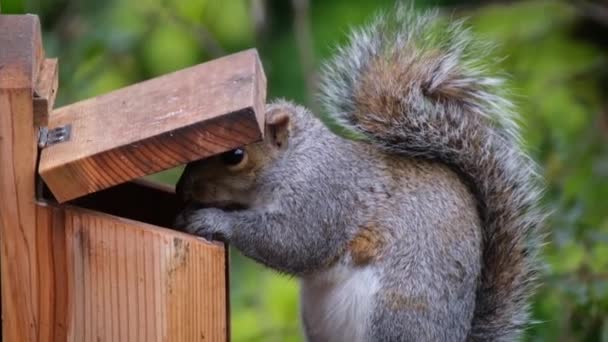 Grauhörnchen Ernährt Sich Von Erdnüssen Aus Einer Kiste Städtischen Hausgarten — Stockvideo