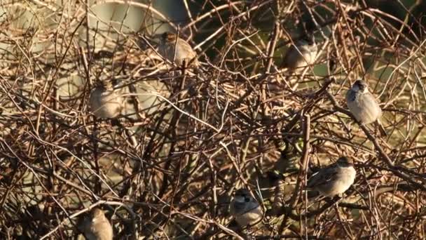 Gregge Passeri Casa Nascosti Una Siepe Spine Giardino Urbano — Video Stock