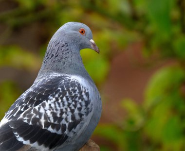 Güvercinler, aynı zamanda şehir güvercinleri, şehir güvercinleri veya sokak güvercinleri olarak da adlandırılan, vahşi doğaya geri dönen güvercinlerin soyundan gelen güvercinlerdir. Evcil güvercin aslen vahşi kaya güvercininden üretilmiştir..