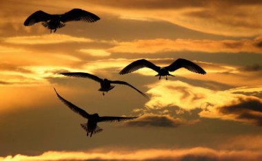 Martılar doğu kıyısındaki uçurumlarda uçuyor. İngiltere. Gökyüzü eklendi.
